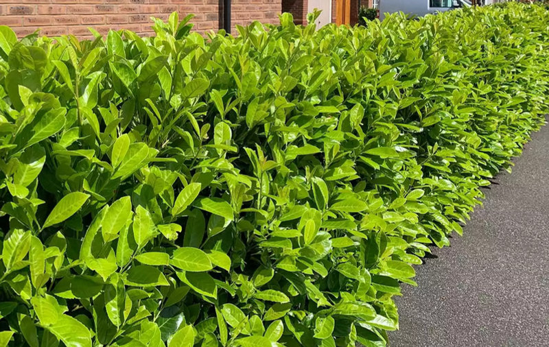 Foliage image accompanying the Laurel hedge listing
