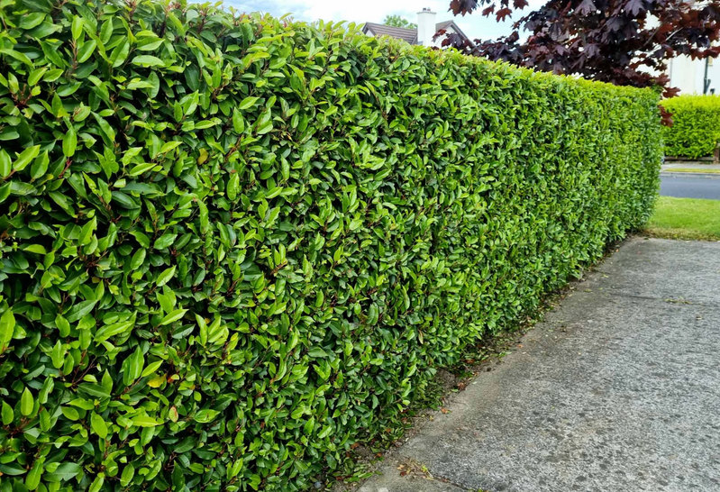 Foliage image accompanying the Portuguese laurel hedge listing