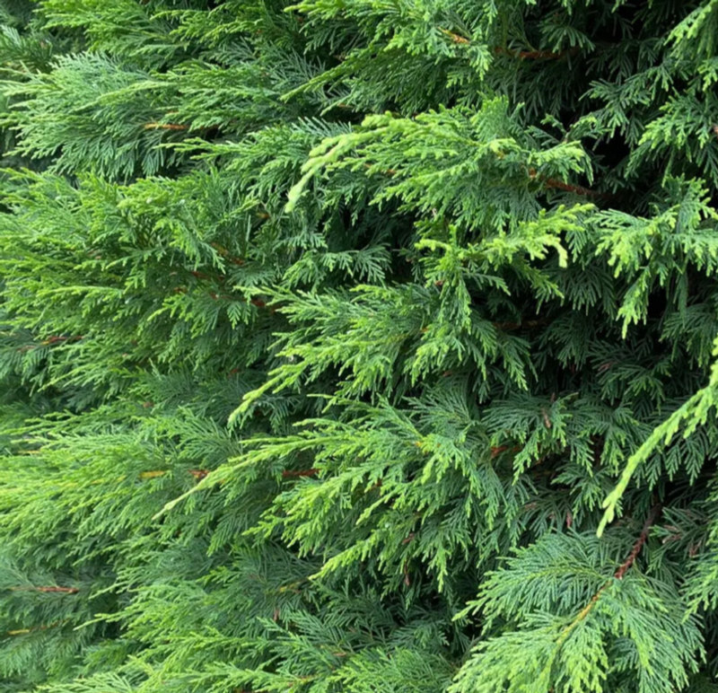 Foliage image accompanying the Leylandii listing