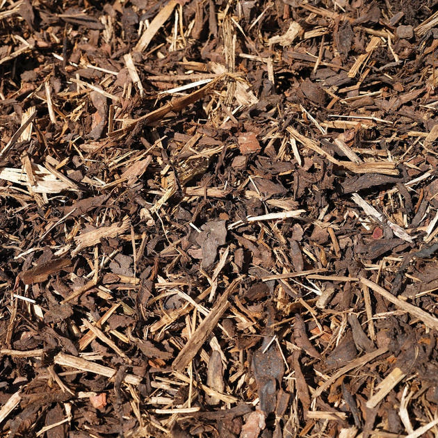 Spruce Bark shown dry